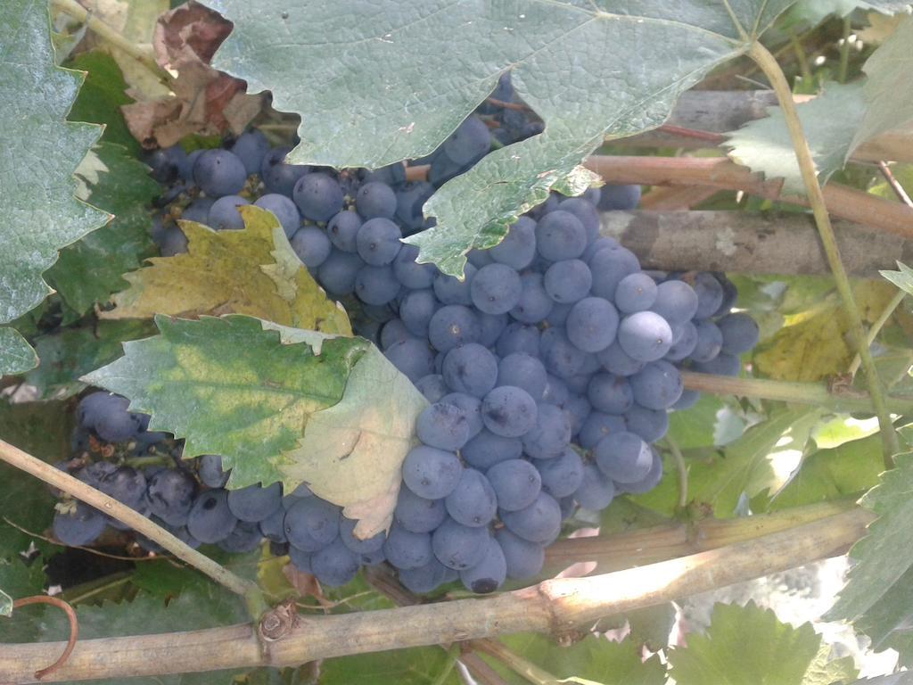 Agriturismo Santa Chiara Pomarance Luaran gambar